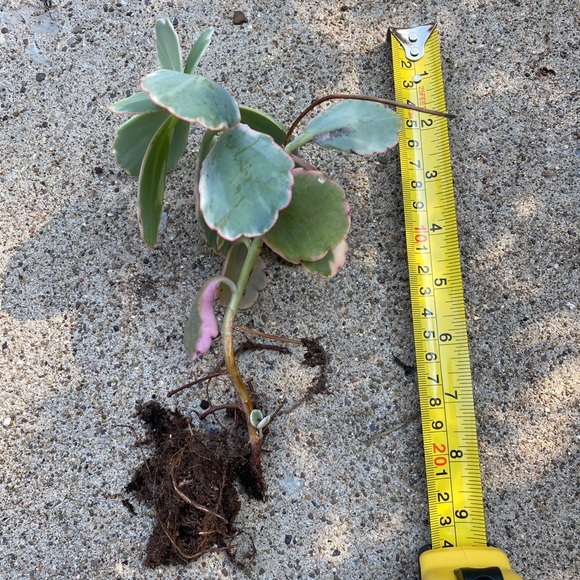 lavender scallop kalanchoe - Picture 2 of 5